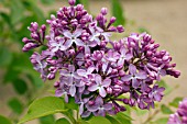 SYRINGA VULGARIS BELLE DE NANCY