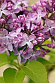 SYRINGA VULGARIS BELLE DE NANCY