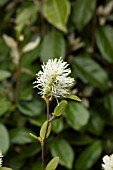 FOTHERGILLA GARDENII BLUE MIST