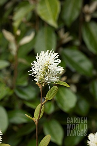 FOTHERGILLA_GARDENII_BLUE_MIST