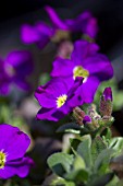 AUBRIETA BLUE WHALE