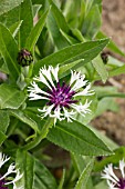 CENTAUREA MONTANA PURPLE HEART