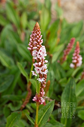 PERSICARIA_AFFINIS_DONALD_LOWNDES