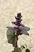 AJUGA ROWDEN ROYAL PURPLE