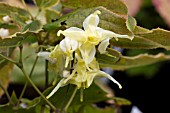 EPIMEDIUM WUSHANENSE NOVA