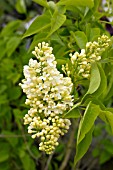 SYRINGA VULGARIS PRIMROSE