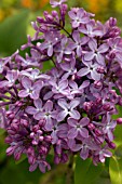 SYRINGA VULGARIS BELLE DE NANCY