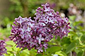 SYRINGA VULGARIS BELLE DE NANCY