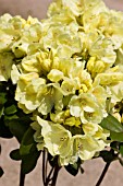 RHODODENDRON GOLDKRONE