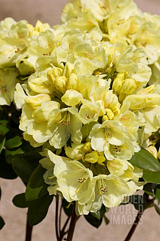 RHODODENDRON_GOLDKRONE
