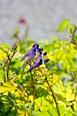 CORYDALIS BERRY EXCITING