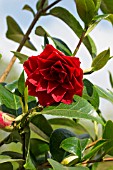 CAMELLIA JAPONICA BLACK TIE