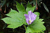 GLAUCIDIUM PALMATUM