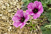 GERANIUM CINEREUM LAWRENCE FLATMAN