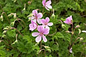 ERODIUM MERSTHAM PINK