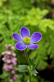 ANEMONE TRULLIFOLIA