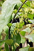 POLYGONATUM X HYBRIDUM BETBERG