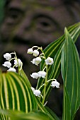 CONVALLARIA MAJALIS VIC PAWLOWSKIS GOLD