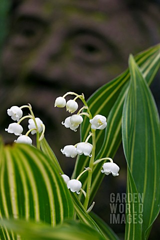 CONVALLARIA_MAJALIS_VIC_PAWLOWSKIS_GOLD