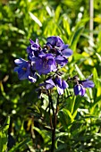 POLEMONIUM YEZOENSE BRESSINGHAM PURPLE