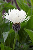 CENTAUREA CHEIRANTHIFOLIA