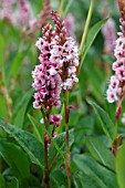 PERSICARIA AFFINIS DONALD LOWNDES