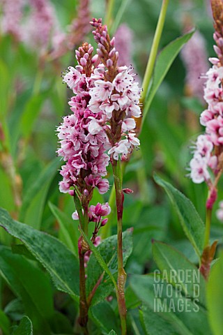 PERSICARIA_AFFINIS_DONALD_LOWNDES