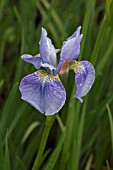 IRIS SIBIRICA SOFT BLUE