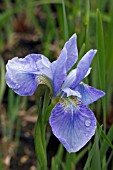 IRIS SIBIRICA EDENS PARADISE BLUE