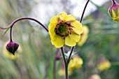 GEUM HERTERTON PRIMROSE