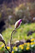 MAGNOLIA X LOEBNERI LEONARD MESSEL