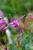 EPIMEDIUM GRANDIFLORUM LILAFEE