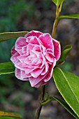 CAMELLIA JAPONICA HIKARUGENJI