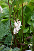 DICENTRA SILVER BEADS