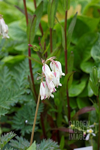 DICENTRA_SILVER_BEADS