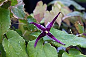 EPIMEDIUM ACUMINATUM NIGHT MISTRESS