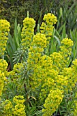 EUPHORBIA CHARIACIAS SSP CHARACIAS HUMPTY DUMPTY