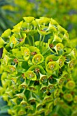 EUPHORBIA CHARIACIAS SSP CHARACIAS HUMPTY DUMPTY