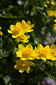 CALTHA PALUSTRIS