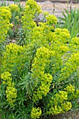 EUPHORBIA CHARIACIAS SSP CHARACIAS HUMPTY DUMPTY