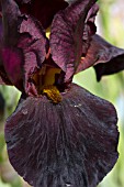 IRIS HELLS FIRE