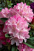 RHODODENDRON YAKUSHIMANUM PINK CHERUB