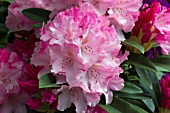 RHODODENDRON YAKUSHIMANUM PINK CHERUB