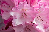 RHODODENDRON YAKUSHIMANUM PINK CHERUB