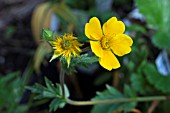 GEUM X INTERMEDIUM DIANE