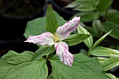 TRILLIUM GRANDIFLORUM