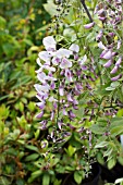 WISTERIA FLORIBUNDA ROSEA