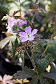 GERANIUM MACULATUM ESPRESSO