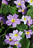 PRIMULA VULGARIS SSP SIBTHORPII