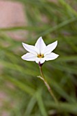 IPHEION UNIFLORUM SUBSP TANDILIENSE